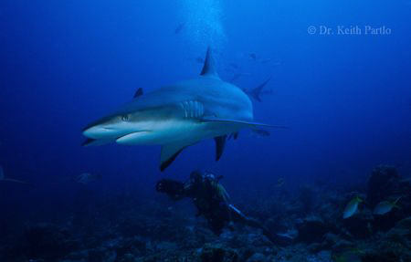 Shark and Videographer by Keith Partlo 