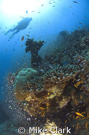 Fish Soup. So many fish in this shot. Even though i made ... by Mike Clark 