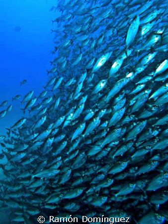 School of Big Eye Scads in Cabo San Lucas. by Ramón Domínguez 