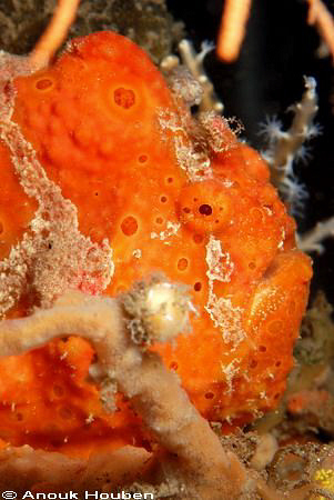 Freckled anglerfish, Antennarius coccineus. Picture taken... by Anouk Houben 