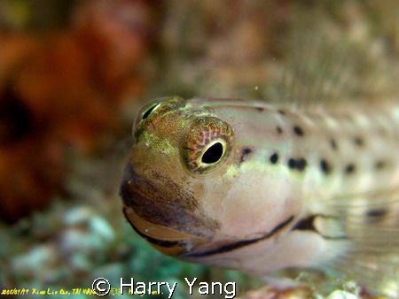 blenny..
2008/1/19 Xiao Liu Qiu,TAIWAN.
CASIO  EX-Z1000... by Harry Yang 