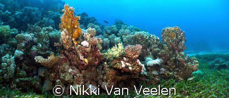 Composition of a couple of images to make one, taken in N... by Nikki Van Veelen 