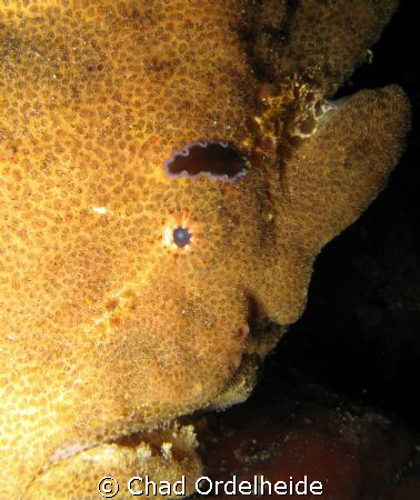 Look at the pretty Flatworm...Wait...What is it crawling ... by Chad Ordelheide 