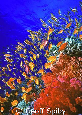 I took this pic with a Nikonos 4 and 15mm lens while snor... by Geoff Spiby 