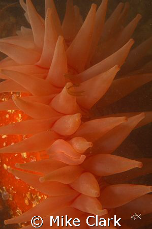 Another abstract red dahlia anemone. Vis around 0.5 metre... by Mike Clark 