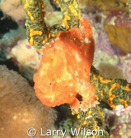 Frogfish in Bonaire taken with an Olympus 8080, Ikelite h... by Larry Wilson 