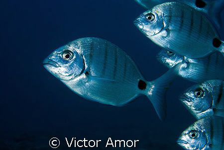 Fallow me by Victor Amor 