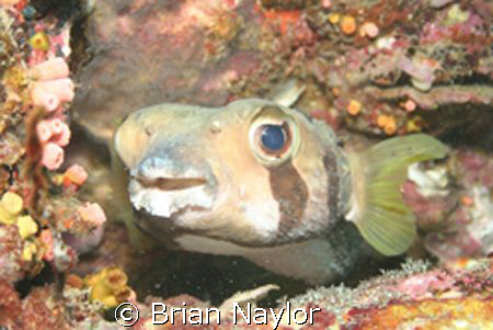 Puffer by Brian Naylor 
