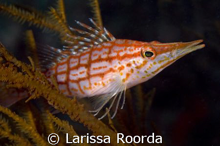 Longnose Hawkfish taking a rest.
 by Larissa Roorda 