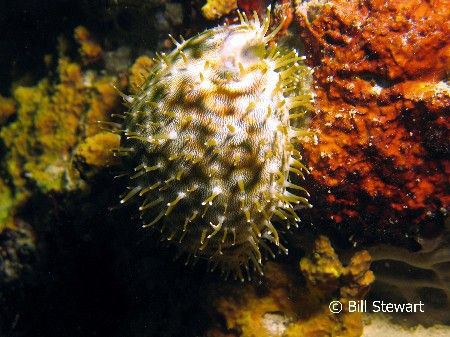 The cowrie had completely covered it's shell by extruding... by Bill Stewart 