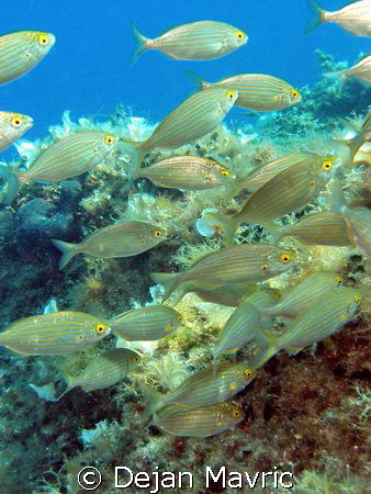 school of Sarpa salpa from the Adriatic. Olympus SP-350, ... by Dejan Mavric 