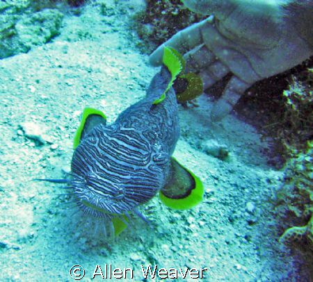 Splended Toadfish in Cozumel Mexico. by Allen Weaver 