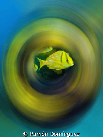 School of Porkfish spinning around by Ramón Domínguez 