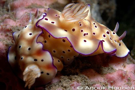 Pair of Risbecia tryoni. Picture taken at the pier in Dau... by Anouk Houben 