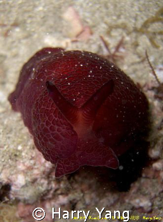 Nudibranchia ( Pleuro Branchus)
Xiao Liu Qiu.TAIWAN. 
2... by Harry Yang 