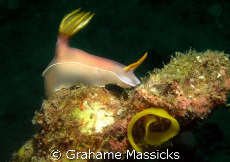 Hypselodoris + eggs found off Tioman Island, Malaysia.  O... by Grahame Massicks 