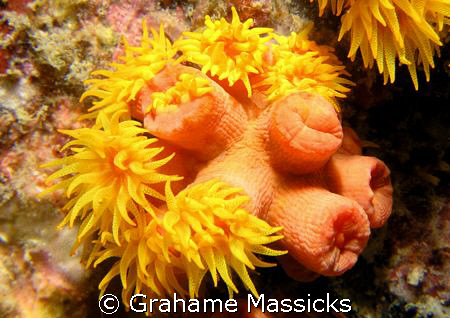Colourfull polyps found off Tioman Island, Malaysia and s... by Grahame Massicks 