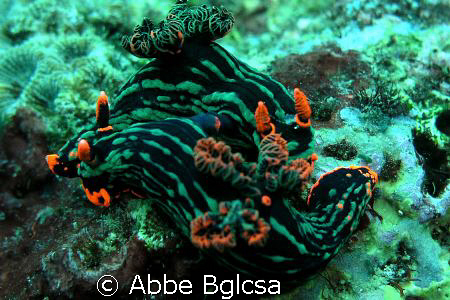 Mating nudis(t)?   by Abbe Bglcsa 