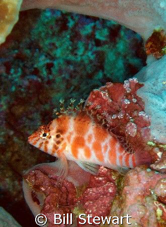 "Threadfin Hawkfish"  This photo was taken during my firs... by Bill Stewart 