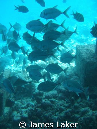 Under the Jetty by James Laker 