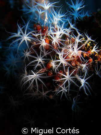 Fireworks by Miguel Cortés 