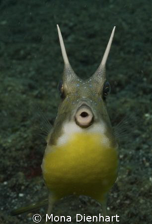 I was lucky enough to watch this cowfish for while. It wa... by Mona Dienhart 