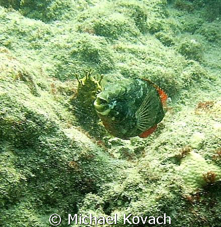 Parrot fish on the inside reef at Lauderdale by the Sea by Michael Kovach 