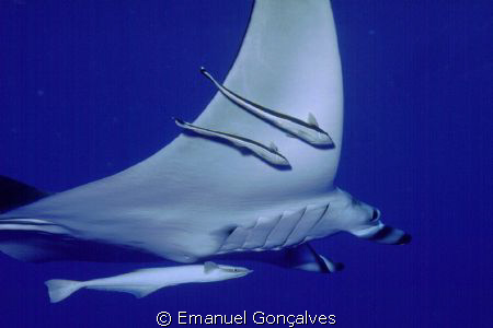 Manta birostris (Manta ray), Zabargad Island - Egyptian R... by Emanuel Gonçalves 