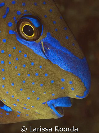 Chatting with a Unicorn fish!  He looks so friendly in th... by Larissa Roorda 