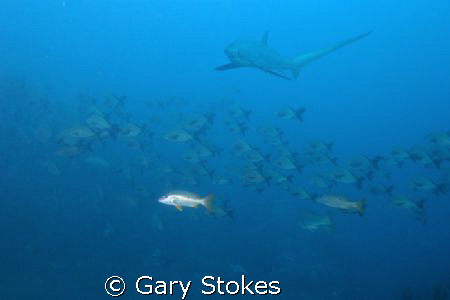 Not the time to stand out in the crowd!!! Freaky how the ... by Gary Stokes 