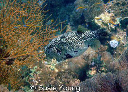 Phi Phi Puffer by Susie Young 