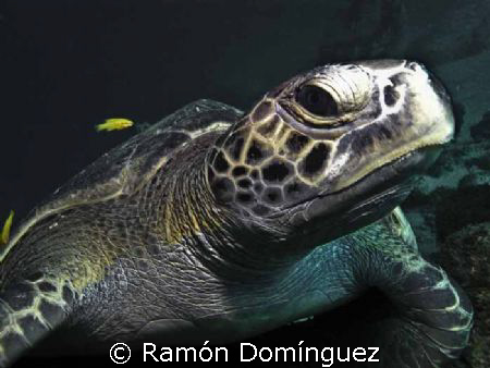 Green sea turtle, in the Sea of Cortéz. by Ramón Domínguez 