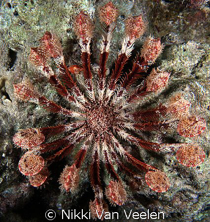 Feather star flower, taken at Sharksbay on a night dive. by Nikki Van Veelen 