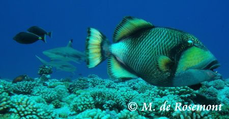 Watch out! Behind you. Titan trigger fish and black tip s... by Moeava De Rosemont 