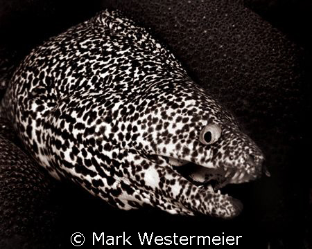 Wry Smile - Image taken in Bonaire with a Nikon D100, Aqu... by Mark Westermeier 