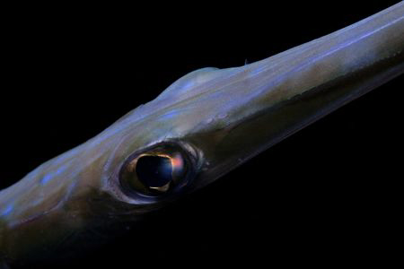 Flutemouth detail - night dive in Anilao. Canon 350d, Ino... by Carlos Munda 