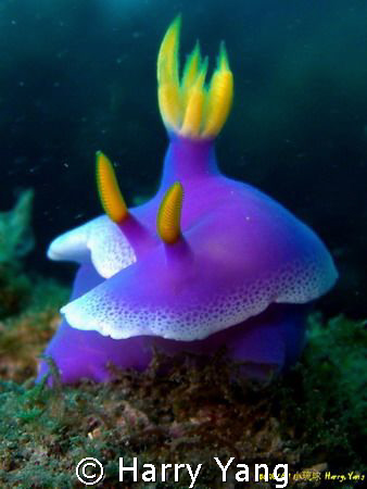 Nudibranchia ( Hypselodoris apolegma )
Xiao Liu Qiu,TAIW... by Harry Yang 