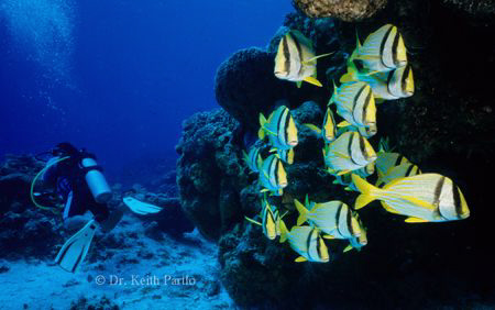 Cozumel Porkfish by Keith Partlo 