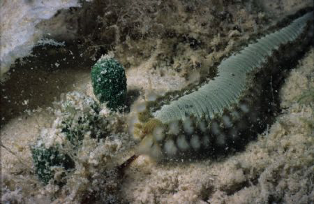 bearded fireworm. Nikonos V, 28mm, Helix tube. by Derek Zelmer 