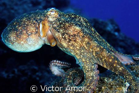 Octopus by Victor Amor 