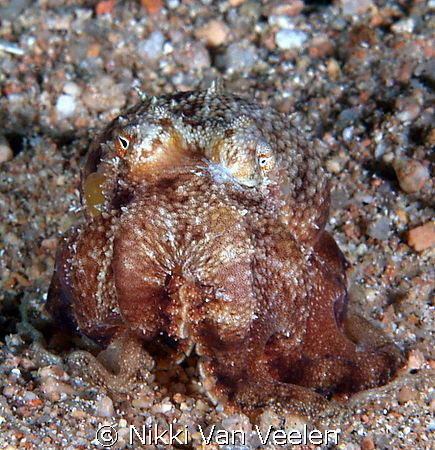 This tiny octopus was mimicking a cuttlefish, taken on a ... by Nikki Van Veelen 