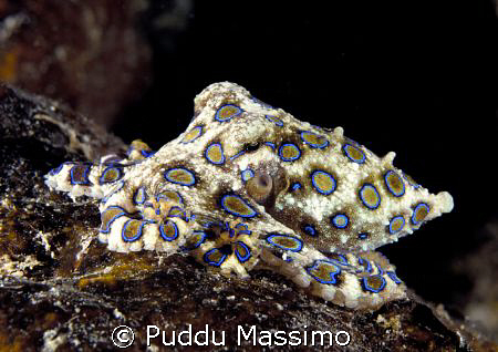  ,nikon d2x 6omm macro by Puddu Massimo 