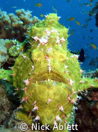 Nose to nose with a frogfish by Nick Ablett 