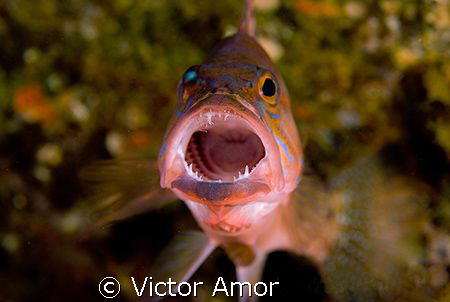 Soprano fish by Victor Amor 