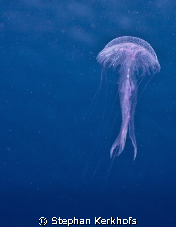 Luminescent jellyfish (pelagica noctiluca) taken at Ras K... by Stephan Kerkhofs 
