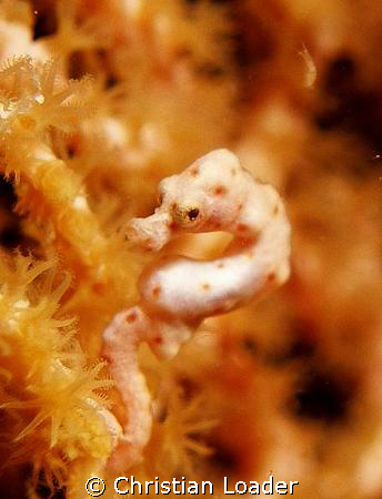 Hippocampus denise - At Seaventures at Mabul island in  S... by Christian Loader 