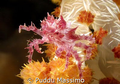 nikon d2x 60mm macro by Puddu Massimo 