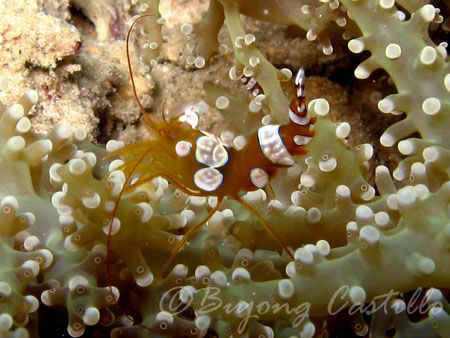Taken in Anilao, Batangas. Camera used: Canon A620, no st... by Arthur Castillo 