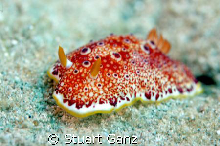 Red-Spotted Nudibranch taken @ Kahe state park on Oahu in... by Stuart Ganz 