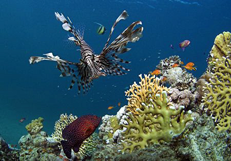 Lion fish prowling a reef by Ted Jones 